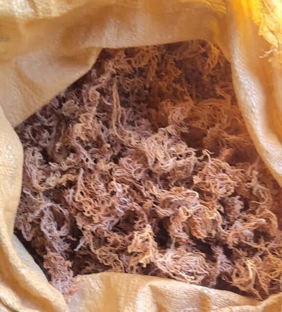B Grade Full Spectrum St. Lucian Sea Moss — Wholesale Bulk 10lbs