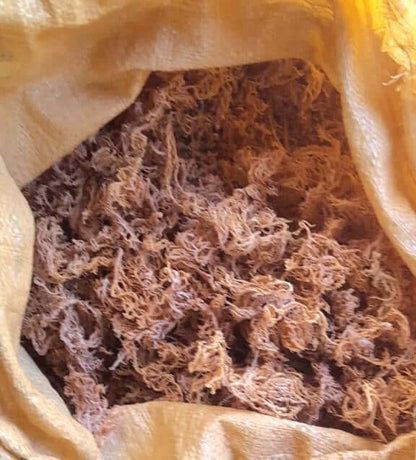 B Grade Full Spectrum St. Lucian Sea Moss — Wholesale Bulk 10lbs