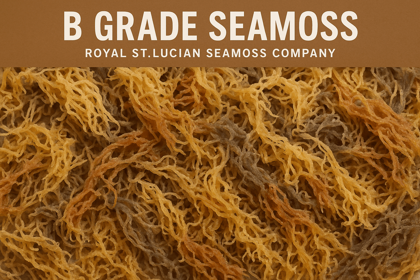 B Grade Full Spectrum St. Lucian Sea Moss — Wholesale Bulk 10lbs