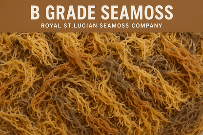 B Grade Full Spectrum St. Lucian Sea Moss — Wholesale Bulk 10lbs