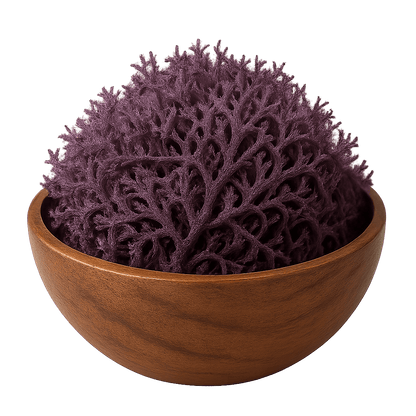 St. Lucian Purple Sea Moss Wholesale | Dried Bulk Seamoss