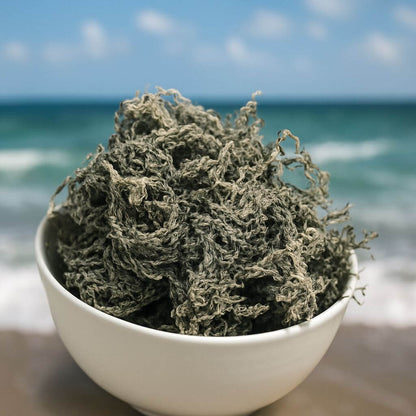 St Lucian Green Sea Moss (Dried) | Traceable, Lab Tested